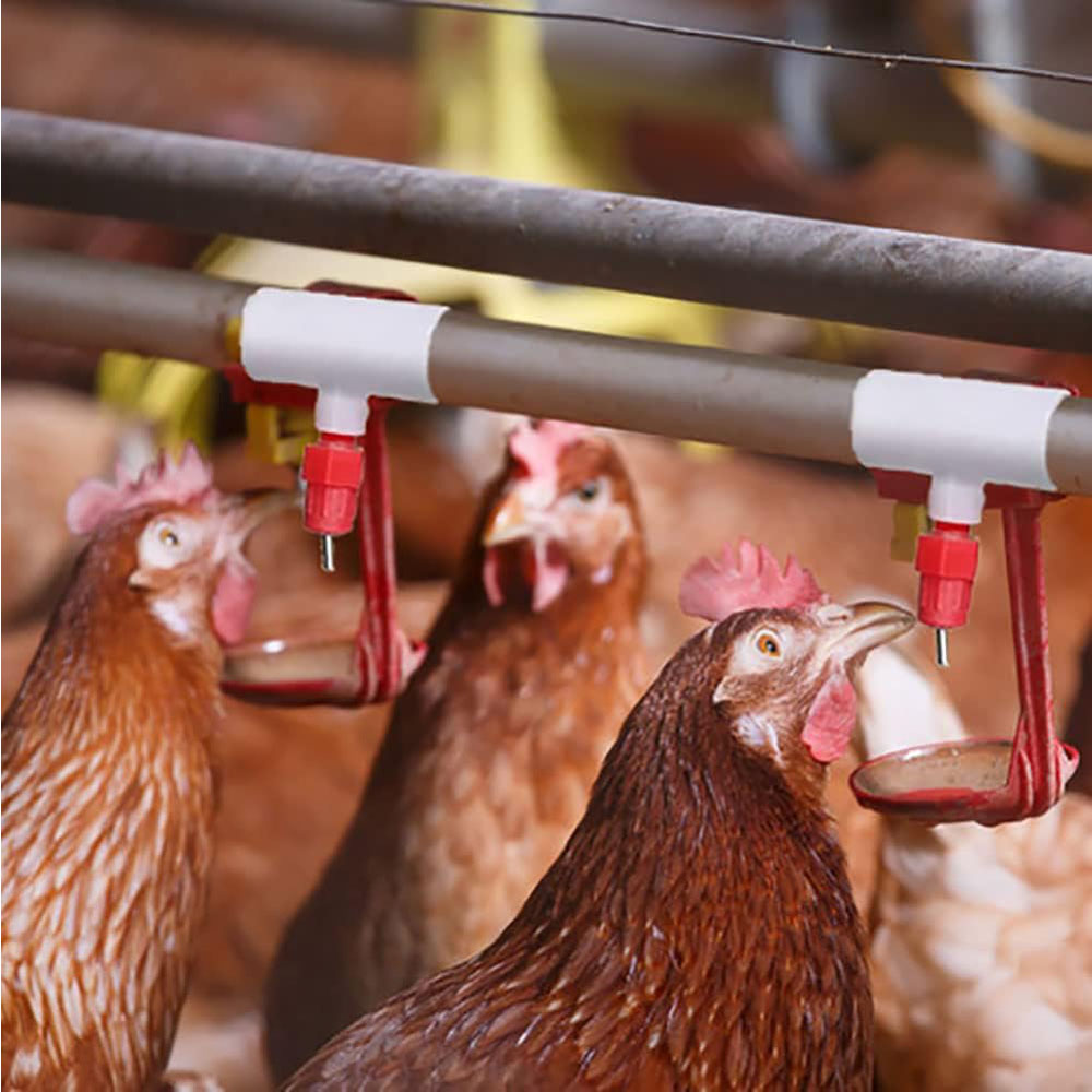 Chicken Waterer PVC Tee Fittin - đánh giá và giá Chicken Nipple Drinker