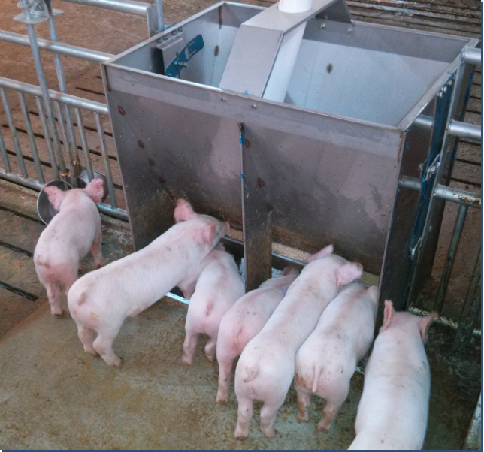 Stainless Steel Double Side Fe - đánh giá và giá Agriculture Farming And Livestock