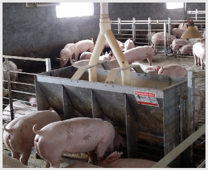 Stainless Steel Double Side Fe - đánh giá và giá Agriculture Farming And Livestock