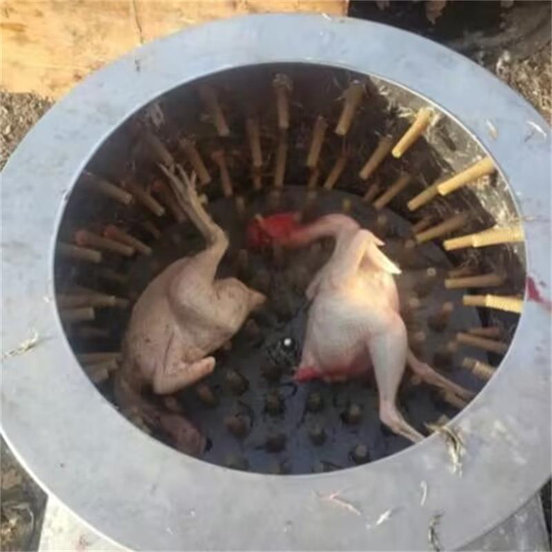 New Quail Pigeons Bird Hair Re - đánh giá và giá Chicken Plucker Machine