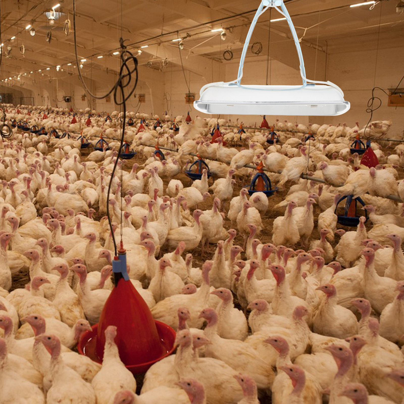 Pig Farm Heat Lamp Bulb E27 25 - đánh giá và giá Farming & Agriculture Word Stacks